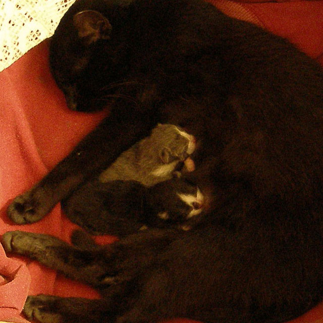 Новорожденные котята сосут маму
