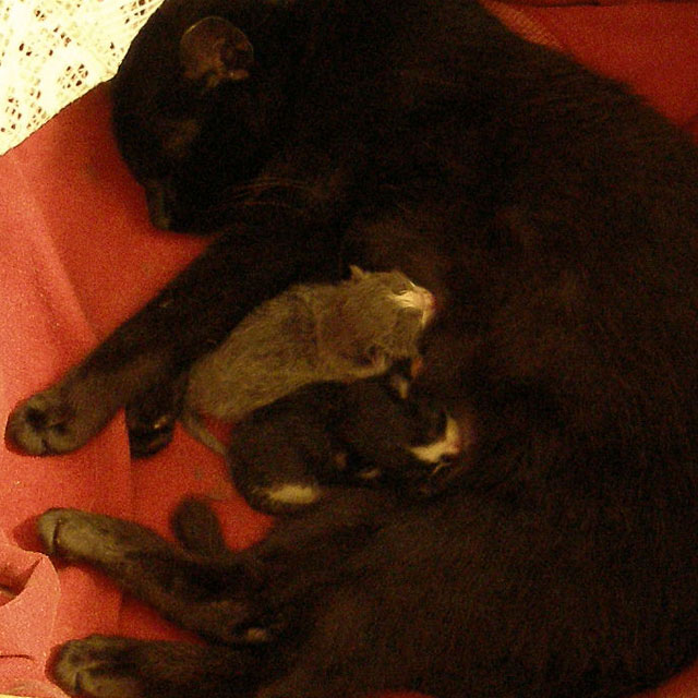 Новорожденные котята сосут маму